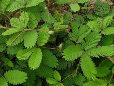 含羞草為何含羞，其中原理是什么，好養(yǎng)活嗎？