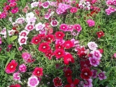 五彩石竹該如何養(yǎng)護呢？
