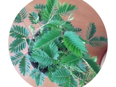 含羞草種子應(yīng)該什么時候播種？