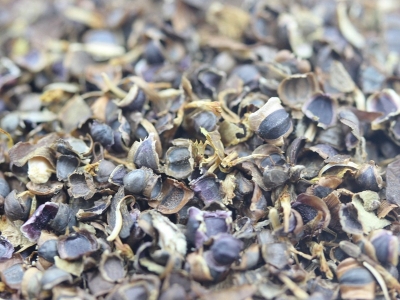 金雞菊種子的市場價(jià)格是多少？