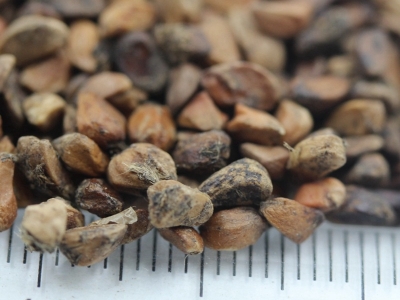 黃刺玫種子的市場價格是多少？