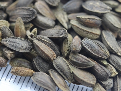 非洲菊種子的零售價(jià)格是多少？