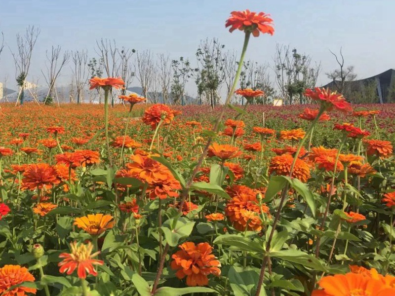 硫華菊