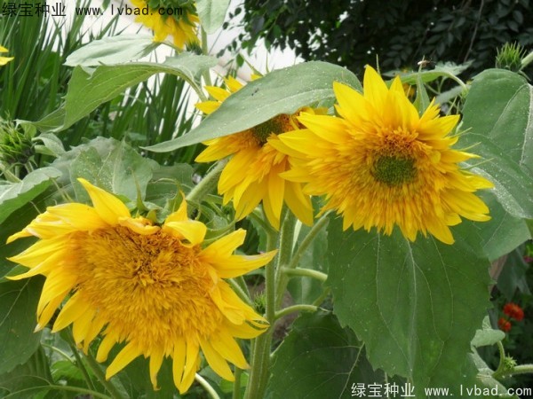 觀賞向日葵種子 觀賞向日葵種子