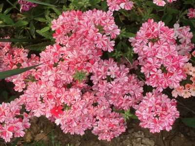 美女櫻的花語(yǔ)是什么，代表著什么？