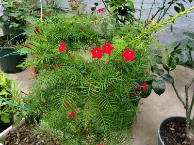 鶯蘿的花語是什么，有什么含義？