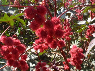 紅色蓖麻什么時候開花，開多長時間？