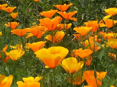 花菱草種子應該去哪里批發(fā)？