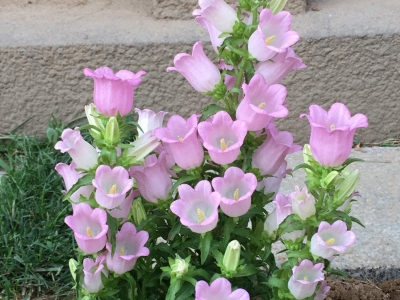 風(fēng)鈴花有哪些其他的名字？