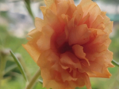 太陽花種子每平方米的播種量是多少？