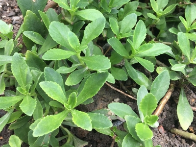 馬齒莧種子種植過程中需要注意些什么？