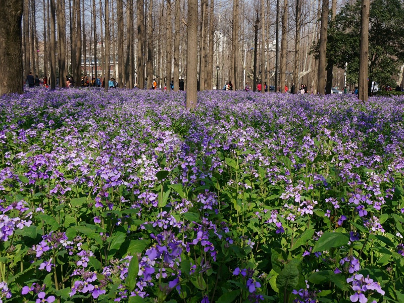 1597238531292520.jpg 10.jpg