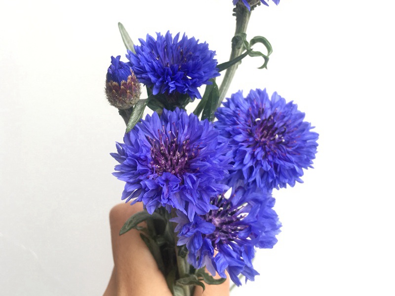 1597633476294723.jpg 2.jpg