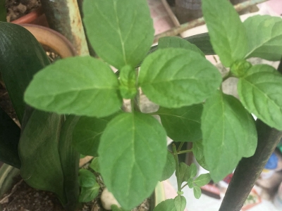 如何才能栽培出優(yōu)質(zhì)薄荷？