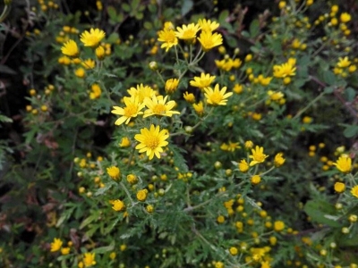 黃金菊的花語是什么？