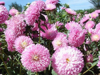如何才能養好茼蒿菊，需要注意些什么？