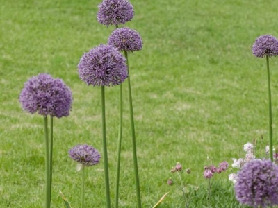 花蔥的開花時間是什么時候？