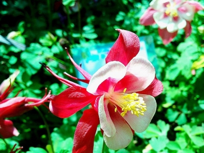耬斗菜種子的發芽時間