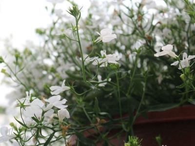 霞草有什么特殊的功效和價值？