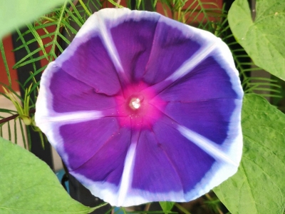 牽牛花的名字有哪些，代表了什么？