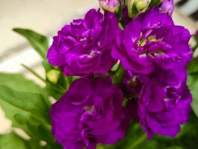 紫羅蘭花朵長什么樣子，花朵顏色包括什么？