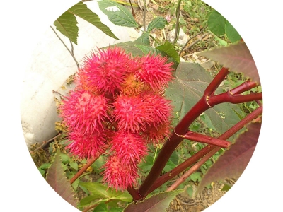 紅色蓖麻的葉子有什么功效？