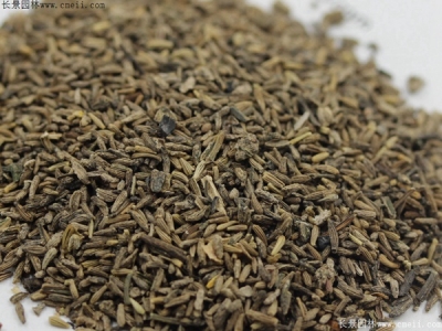 白晶菊種子多久發芽