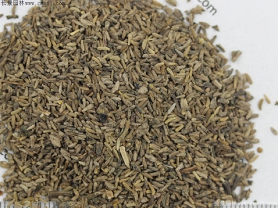 白晶菊什么時候播種