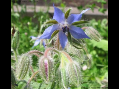 琉璃苣的如何養殖？