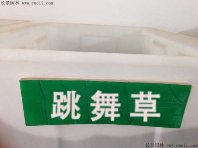 跳舞草種子價格，多少錢一斤？