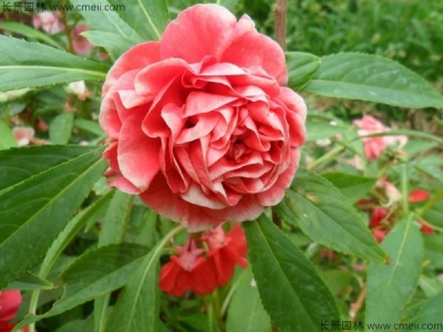 長春花的種子什么時候發(fā)芽