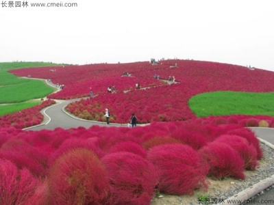 紅葉地膚如何養護？