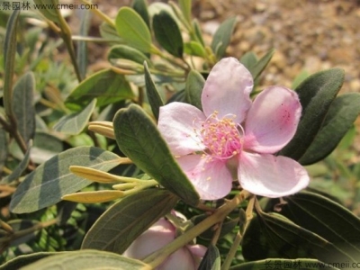 桃金娘什么時(shí)候開(kāi)花