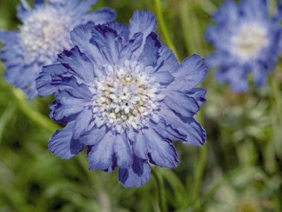 輪峰菊的花語是什么？