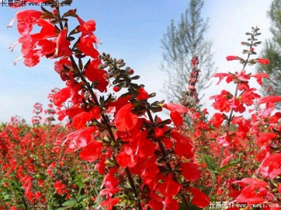 紅色鼠尾草什么時候播種