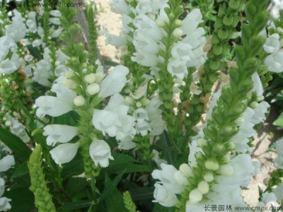 假龍頭種子幾天發芽？