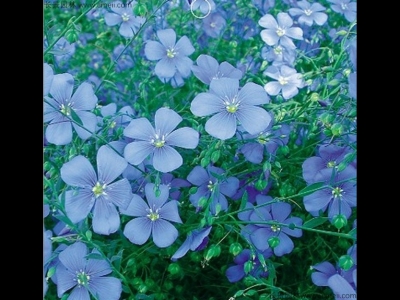 藍花亞麻怎么養