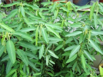 跳舞草種子幾天發芽