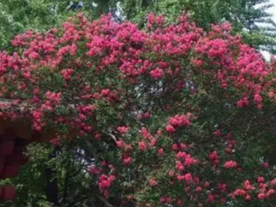紫薇種子發芽溫度？