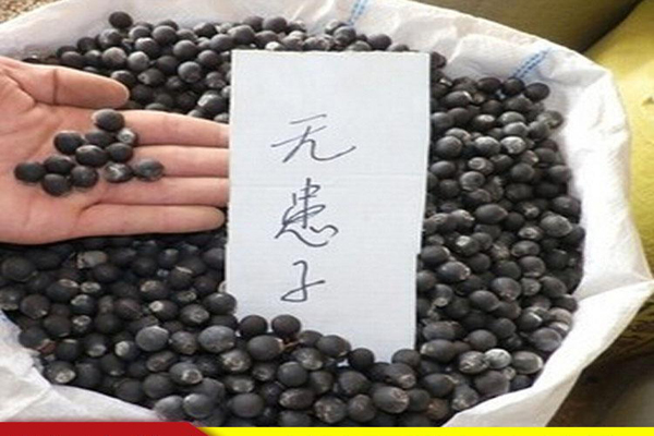 無患子種子2.jpeg