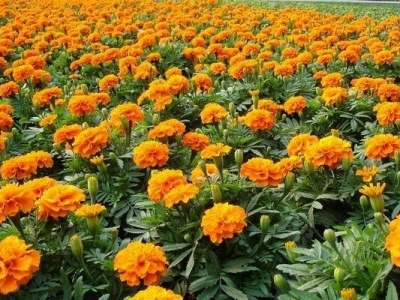 孔雀草種子能種出來(lái)嗎？