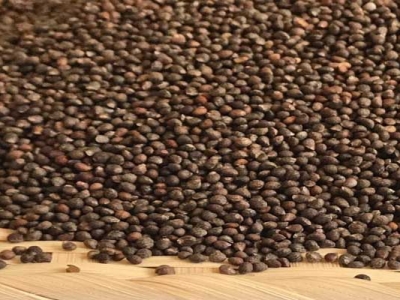 紫蘇種子要浸泡才能種嗎？