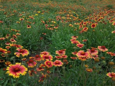 宿根天人菊種子夏季能種嗎？
