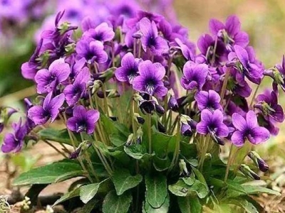 紫花地丁種子多少錢(qián)一斤？
