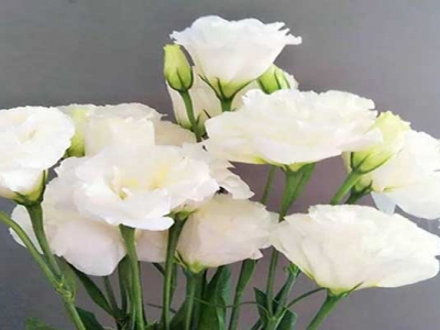 洋桔梗種子從發芽到開花得多長時間？
