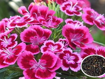 五彩石竹種子多久發芽開花？