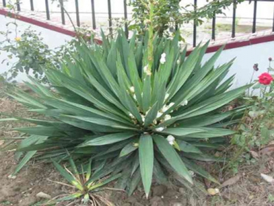劍麻花期是幾月份？