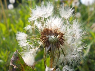 蒲公英種子幾天可以發芽？