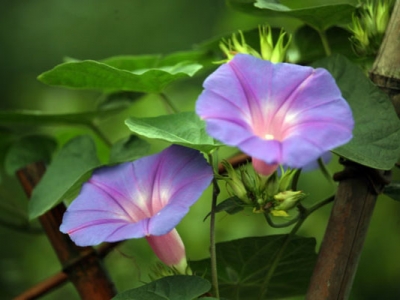 牽牛花種子幾天發(fā)芽出苗？