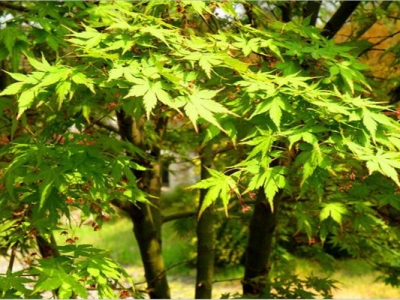 雞爪槭種子幾天發芽？